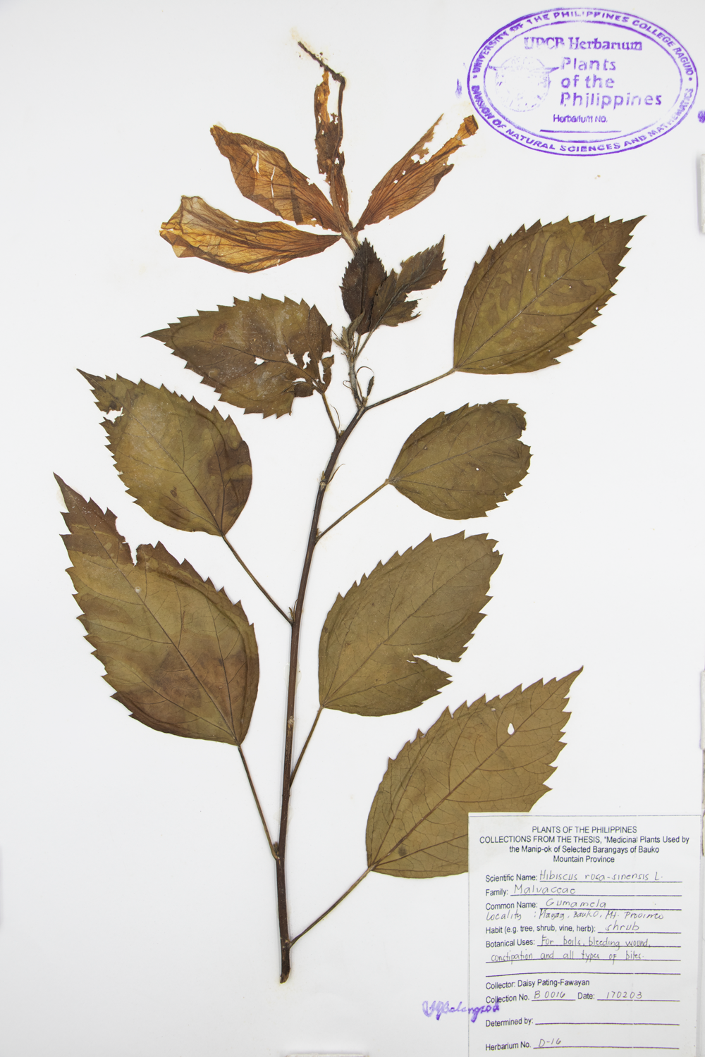 Image of Malvaceae Hibiscus rosa-sinensis