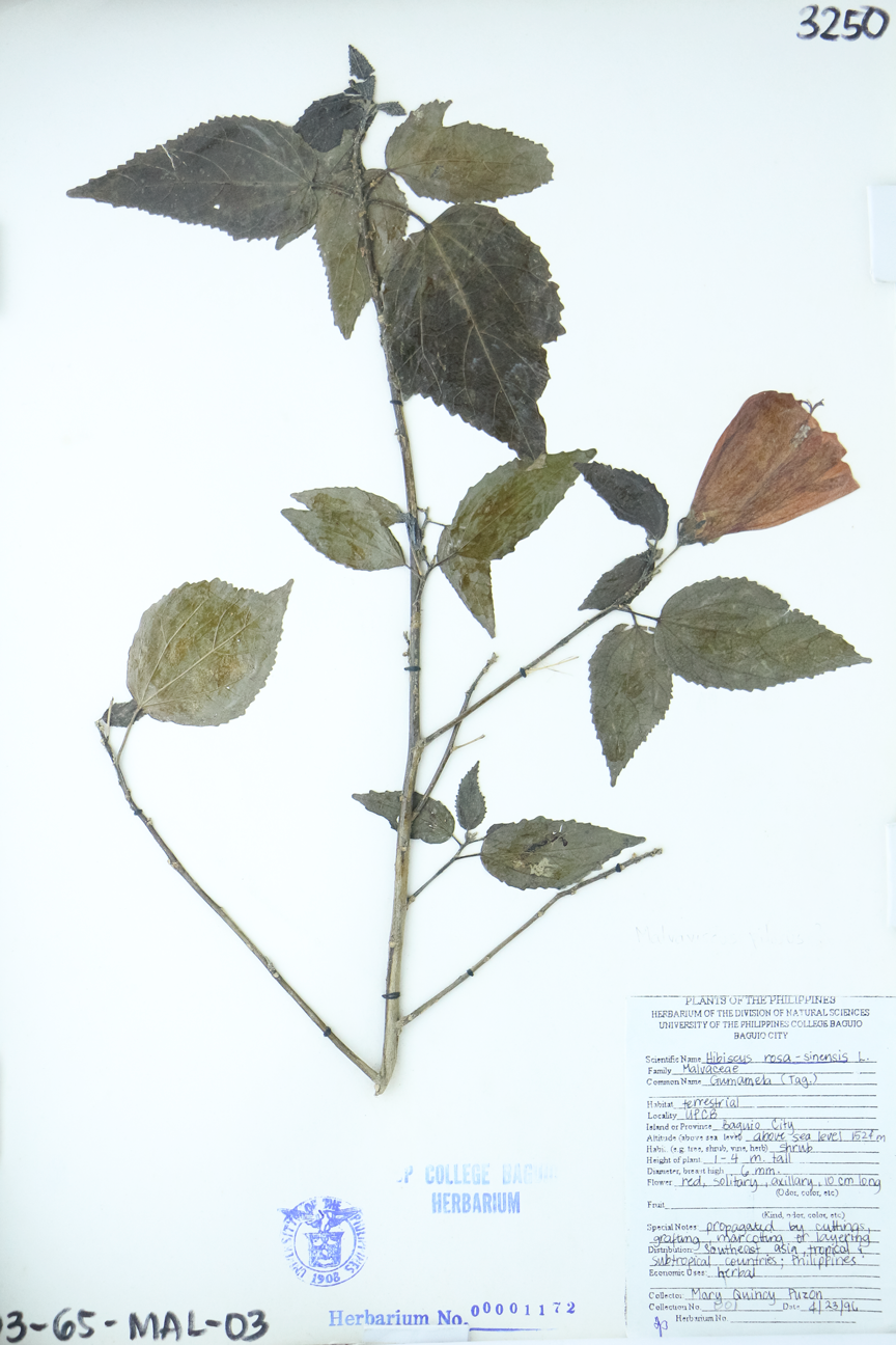 Image of Malvaceae Hibiscus rosa-sinensis