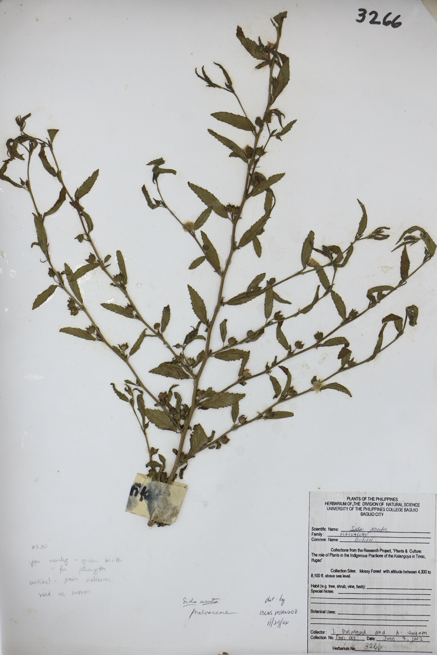 Image of Malvaceae Sida acuta