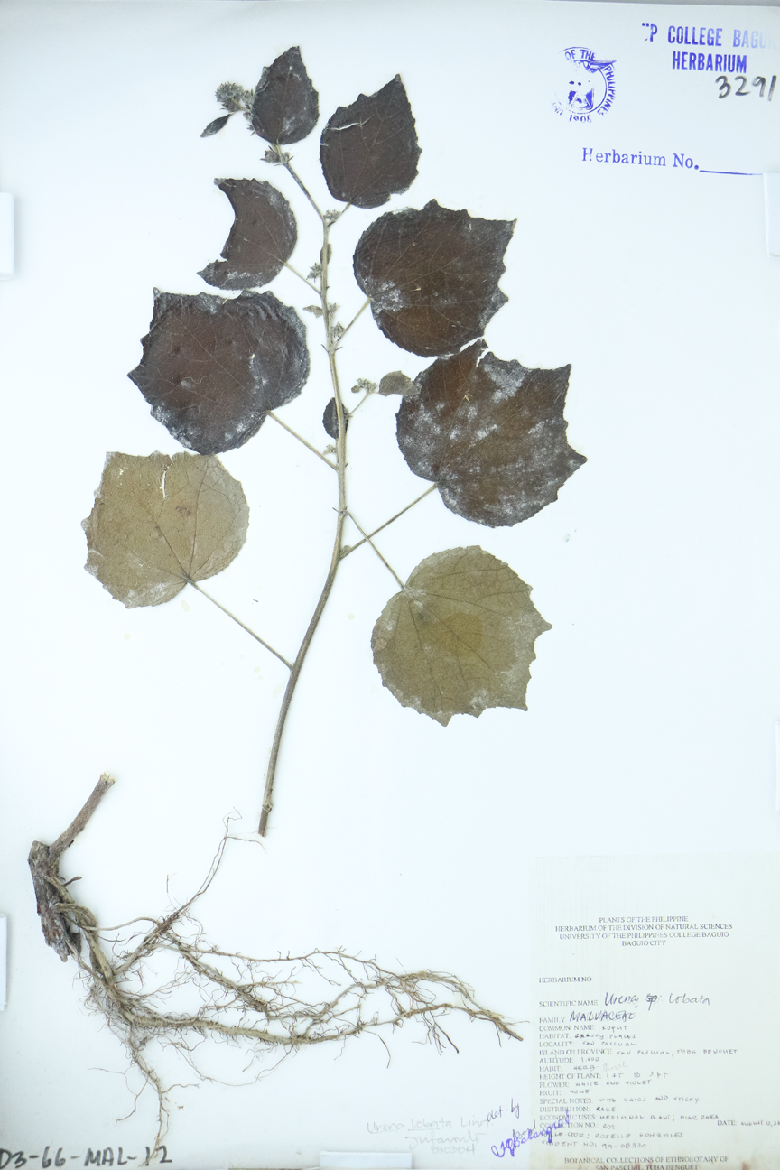 Image of Malvaceae Urena lobata