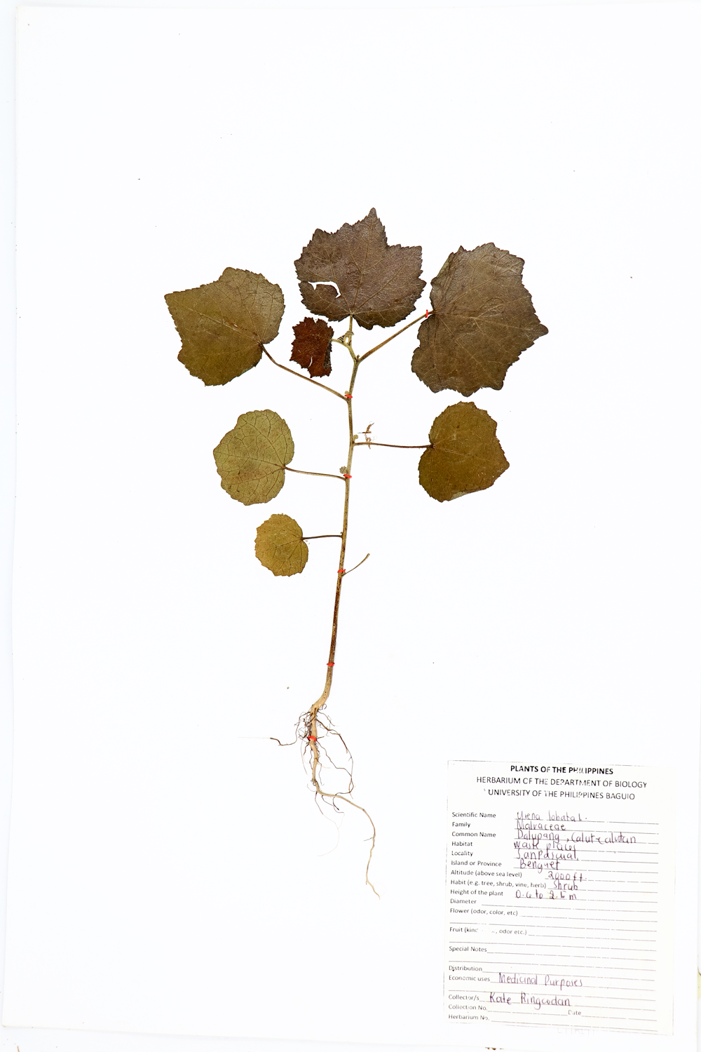 Image of Malvaceae Urena lobata