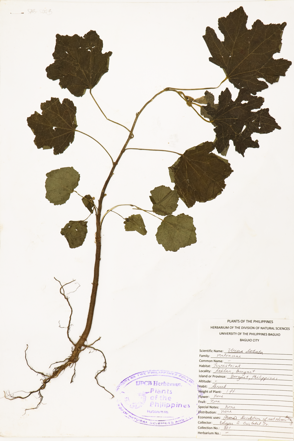 Image of Malvaceae Urena lobata