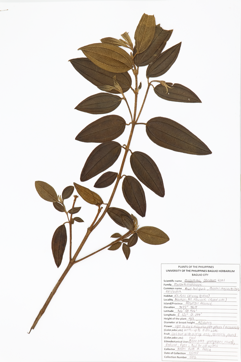 Image of Melastomataceae Charianthus nodosus