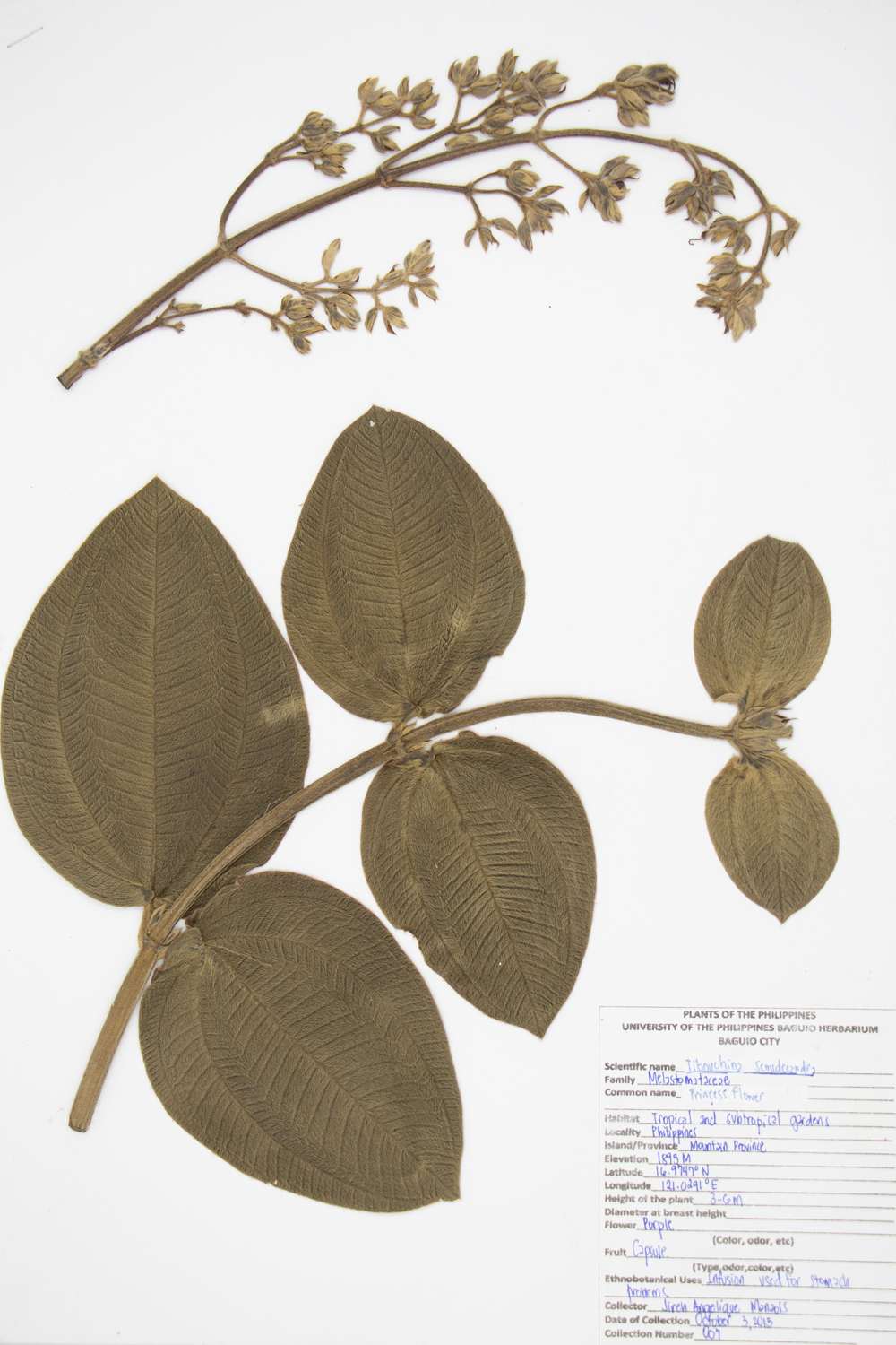 Image of Melastomataceae Pleroma semidecandrum