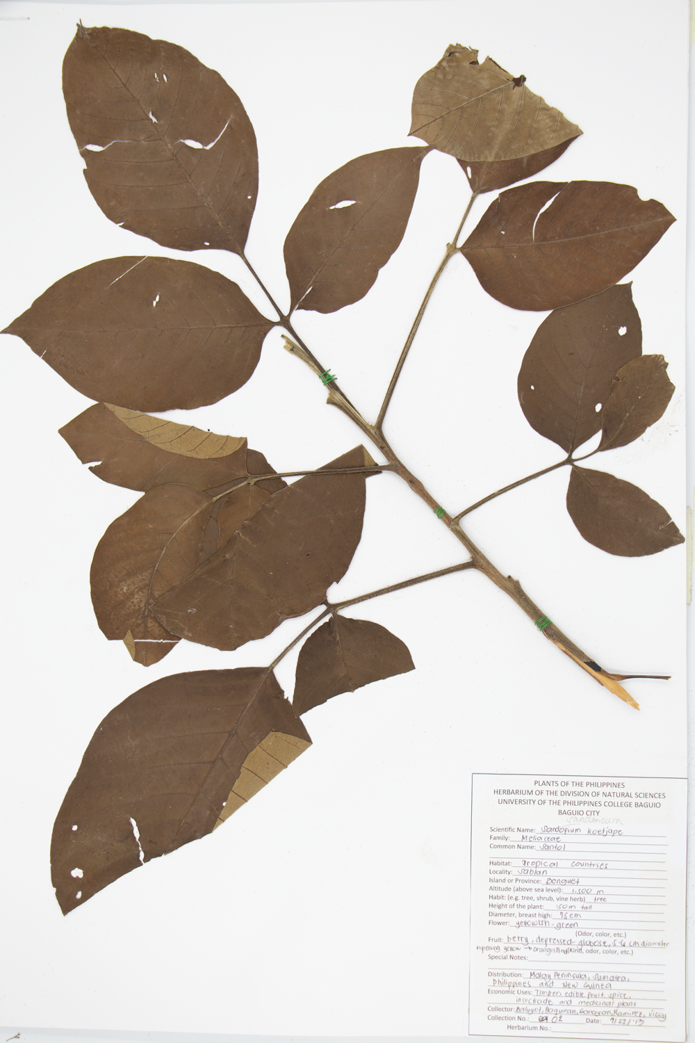 Image of Meliaceae Sandoricum koetjape