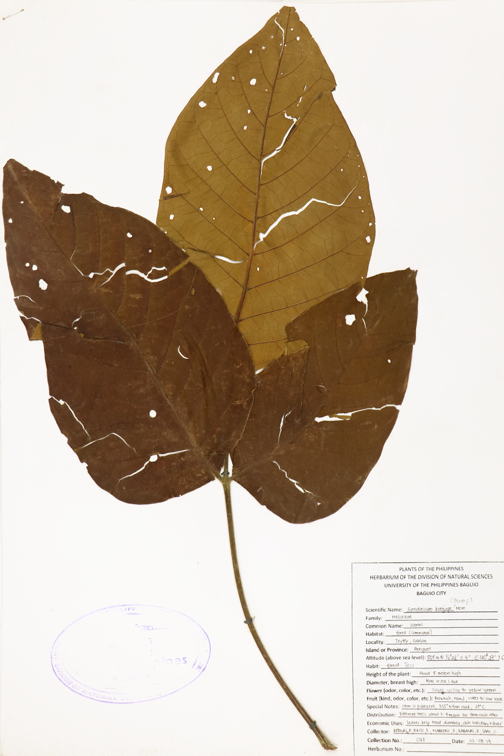 Image of Meliaceae Sandoricum koetjape