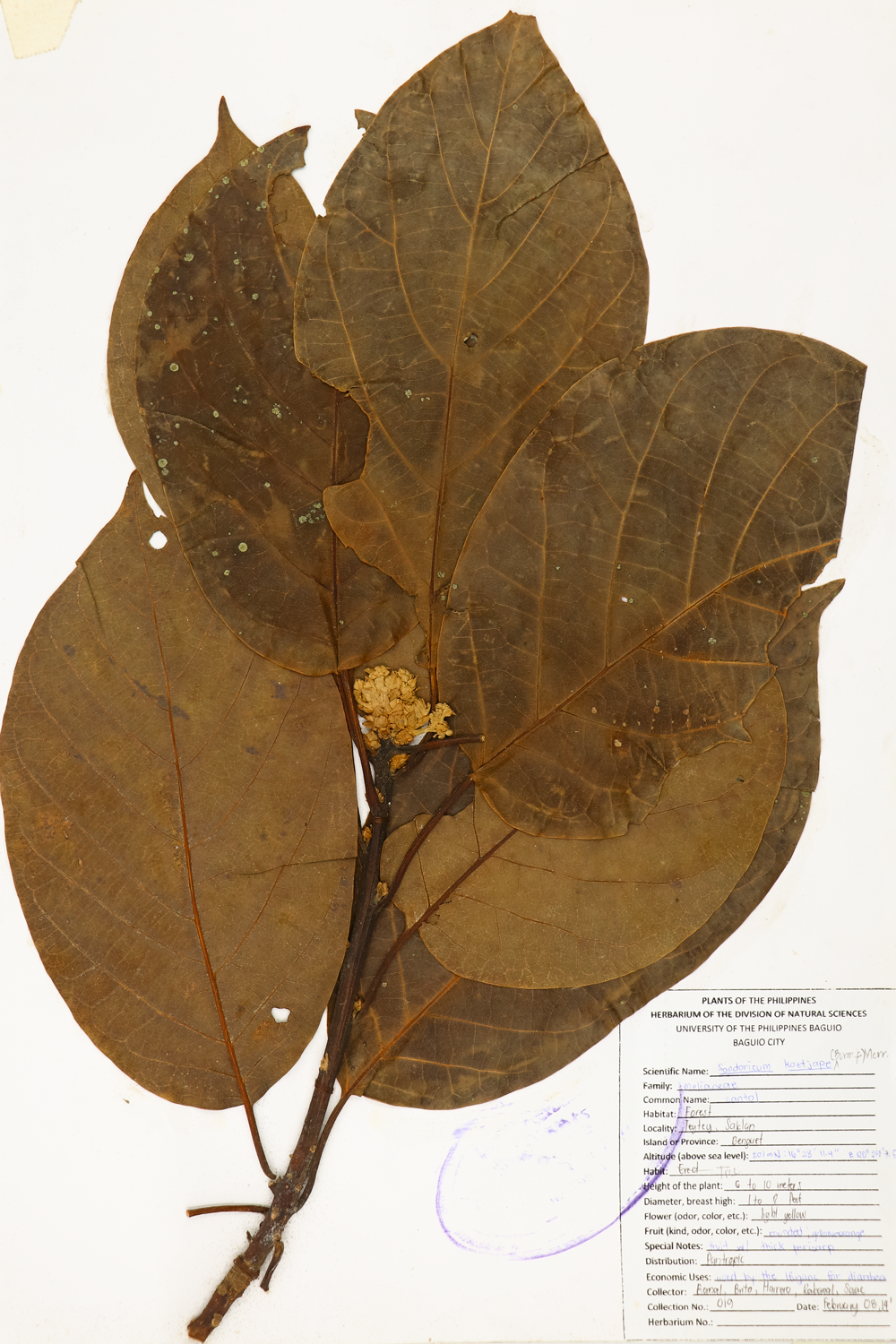 Image of Meliaceae Sandoricum koetjape