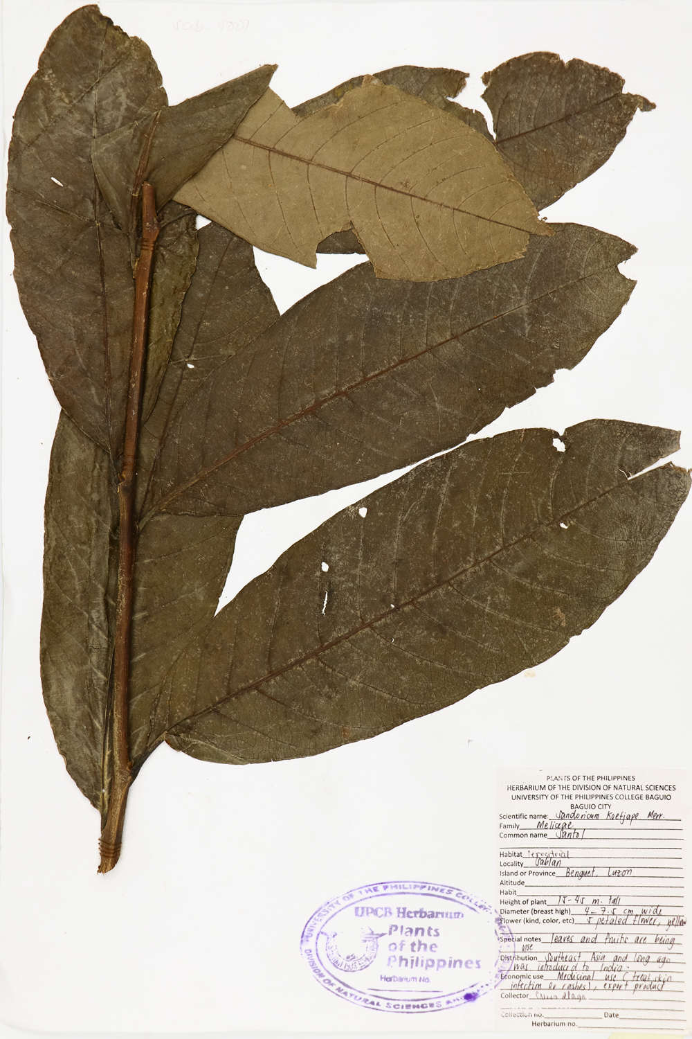 Image of Meliaceae Sandoricum koetjape