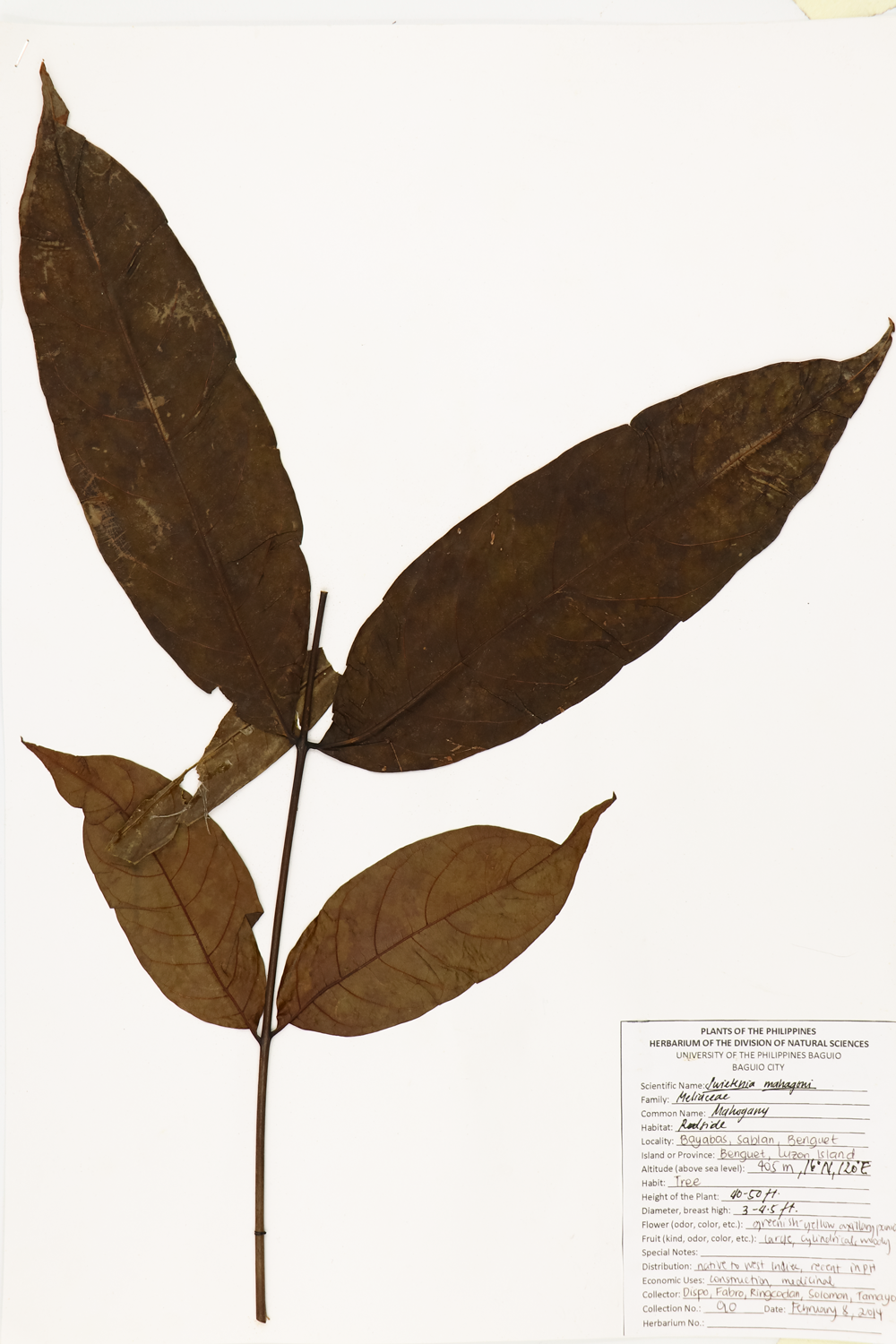 Image of Meliaceae Swietenia mahagoni