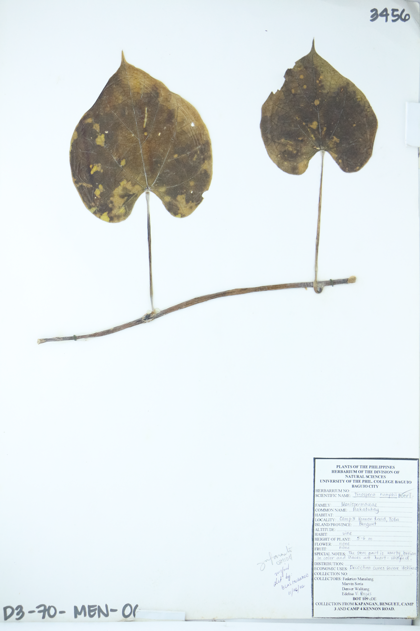 Image of Menispermaceae Tinospora crispa