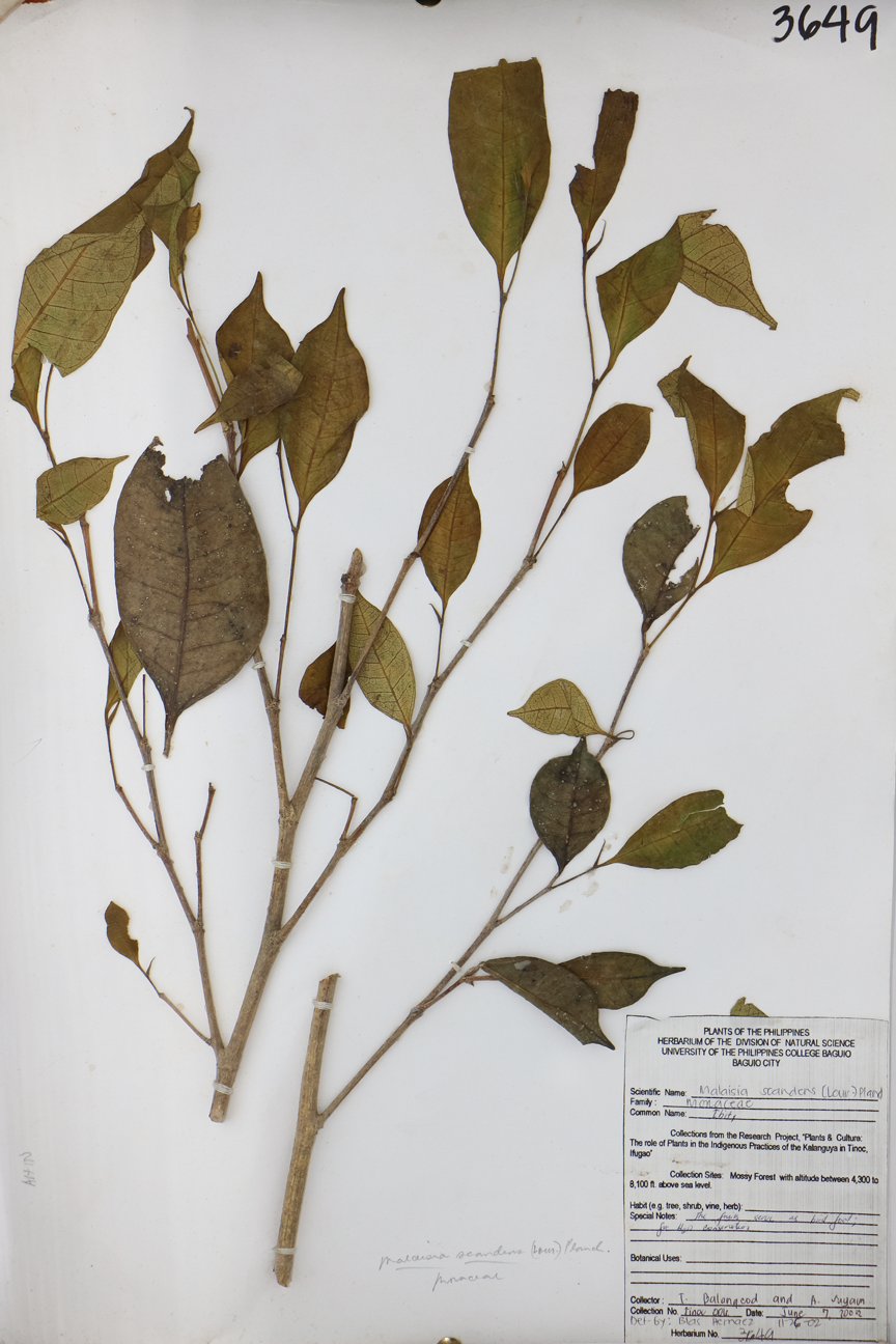 Image of Moraceae Trophis scandens