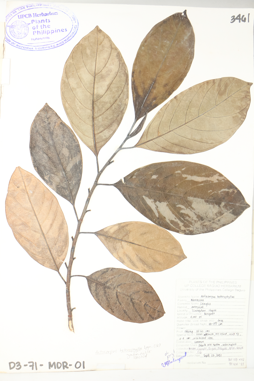 Image of Moraceae Artocarpus heterophyllus