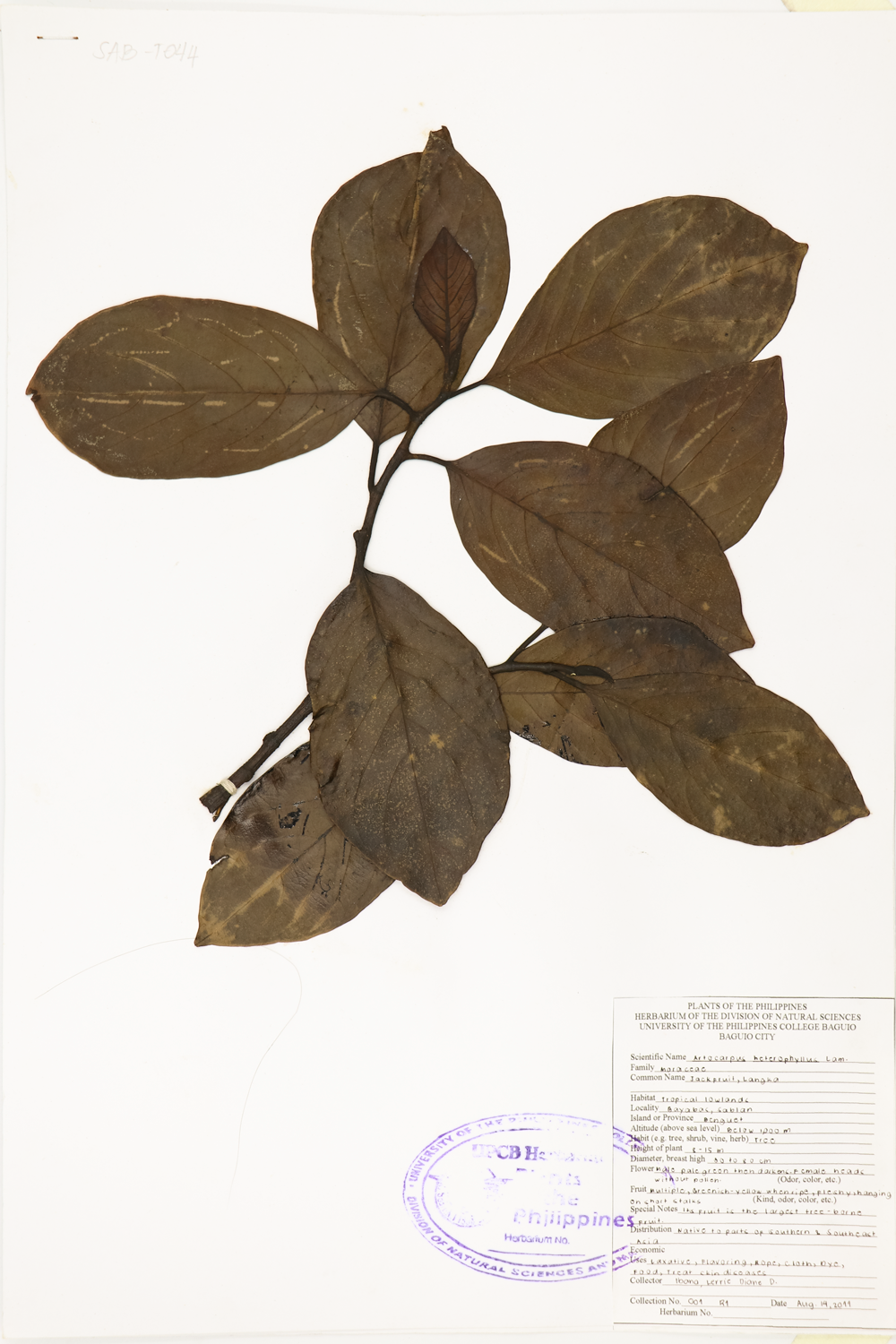 Image of Moraceae Artocarpus heterophyllus