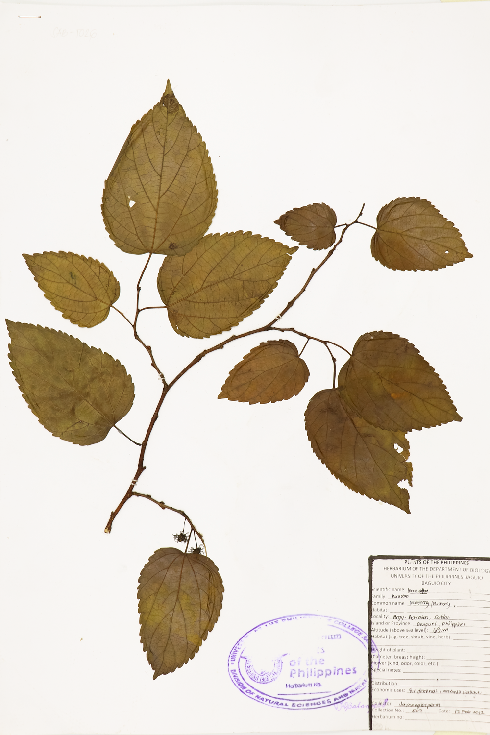 Image of Moraceae Morus alba