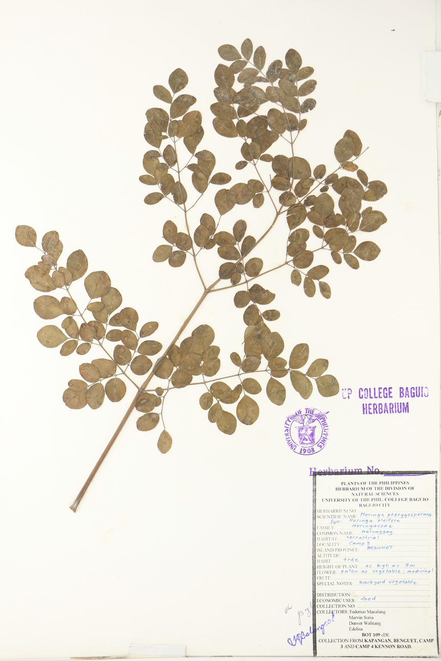 Image of Moringaceae Moringa oleifera