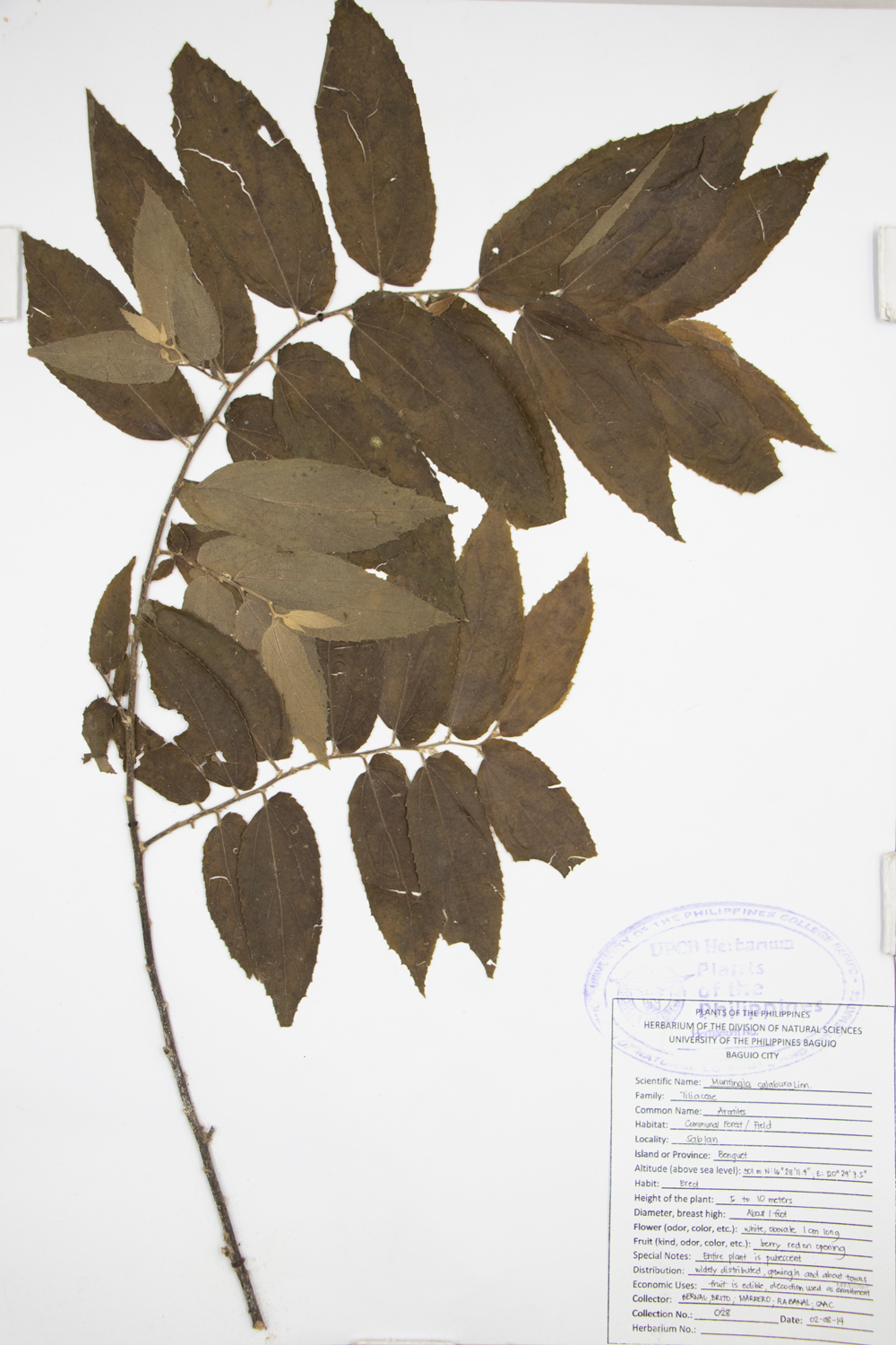 Image of Muntingiaceae Muntingia calabura