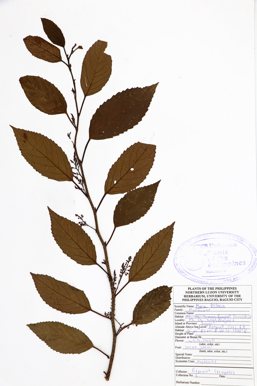 Image of Primulaceae Maesa perlarius