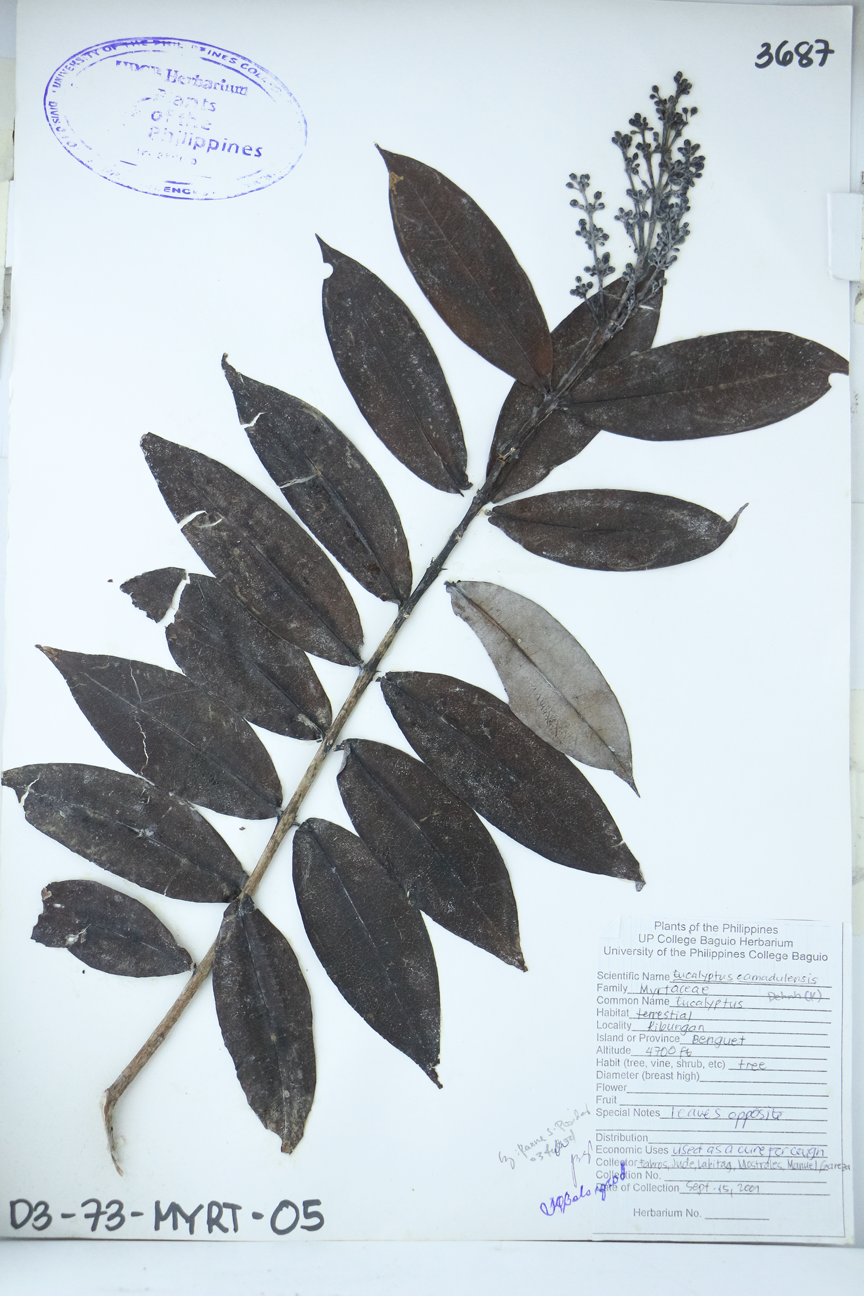 Image of Myrtaceae Eucalyptus camaldulensis