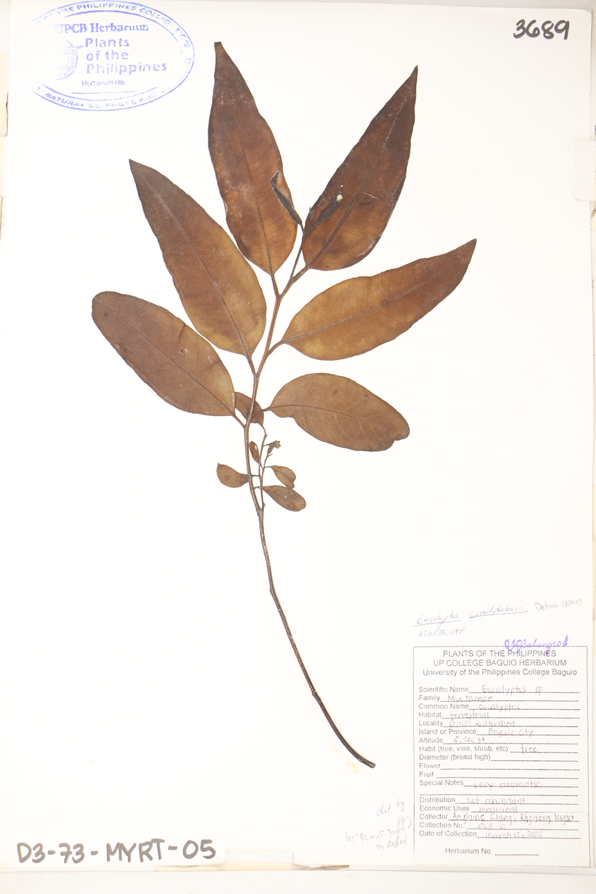 Image of Myrtaceae Eucalyptus camaldulensis