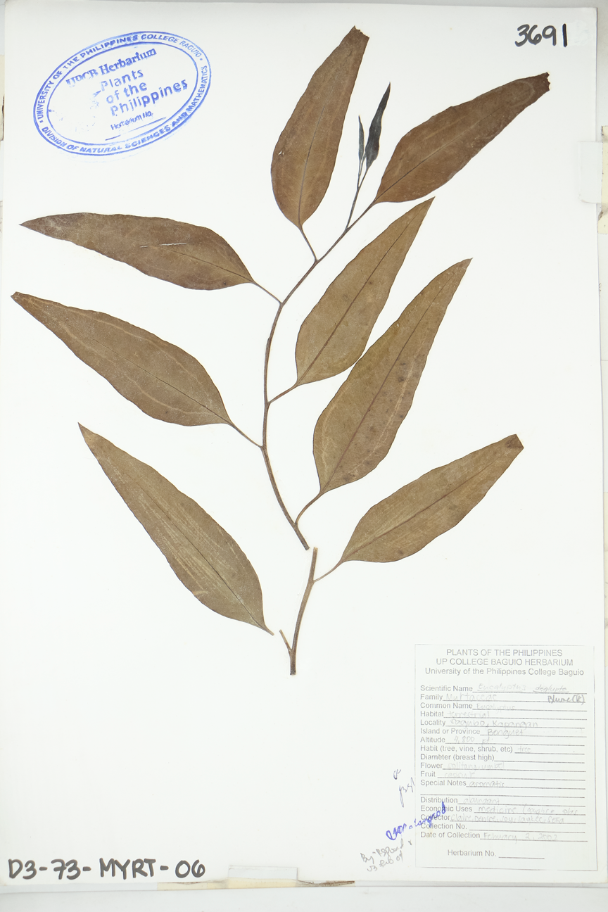 Image of Myrtaceae Eucalyptus deglupta