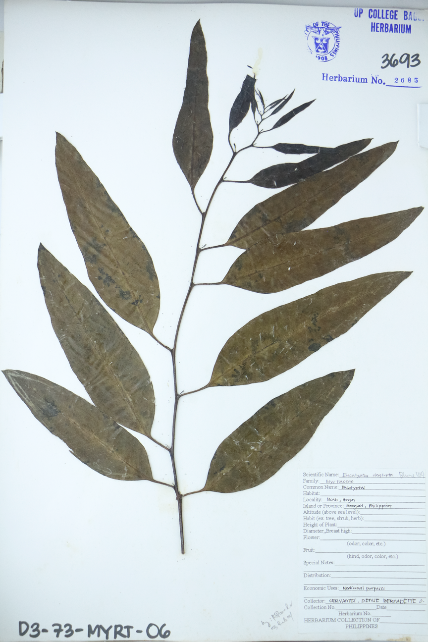 Image of Myrtaceae Eucalyptus deglupta