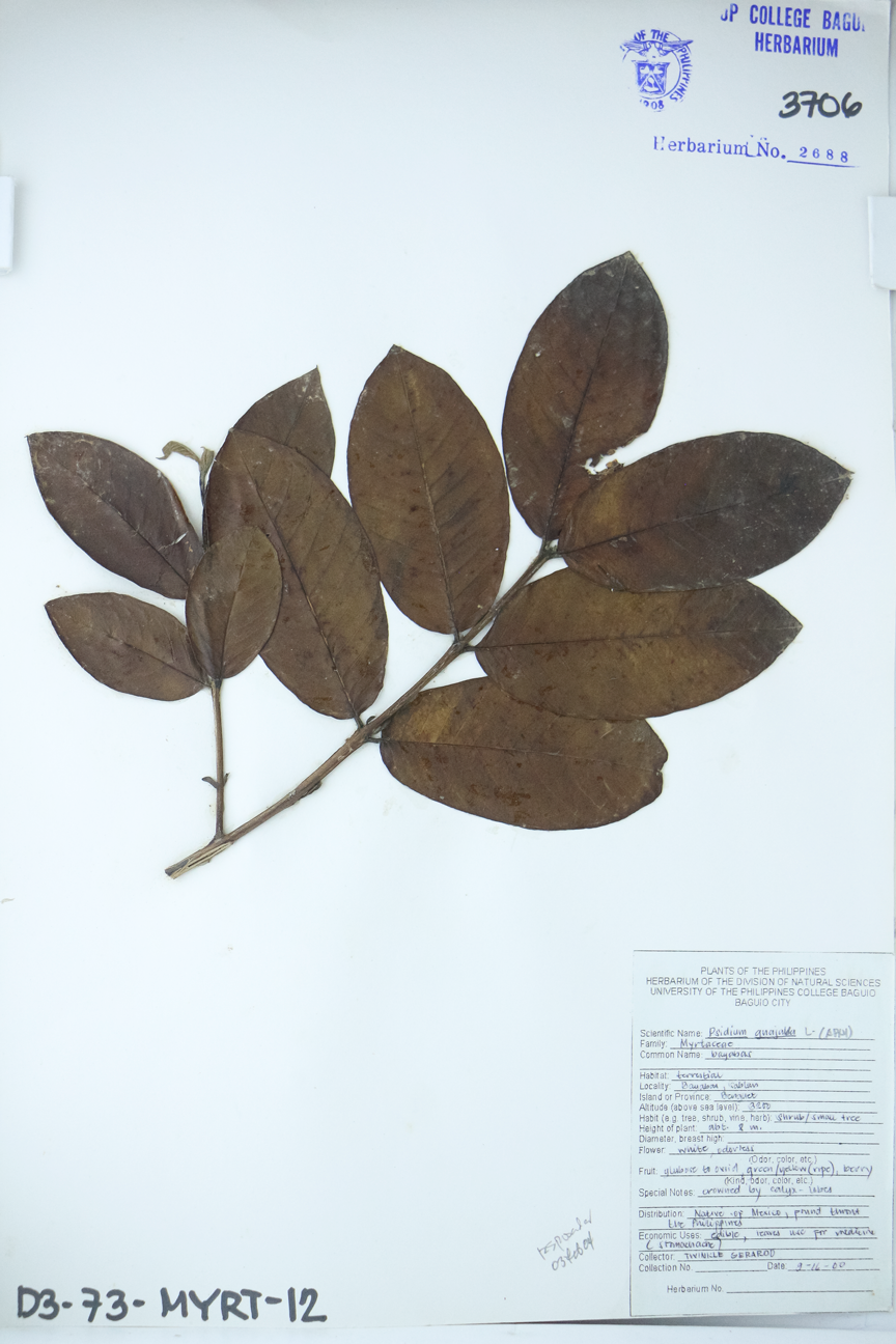 Image of Myrtaceae Psidium guajava