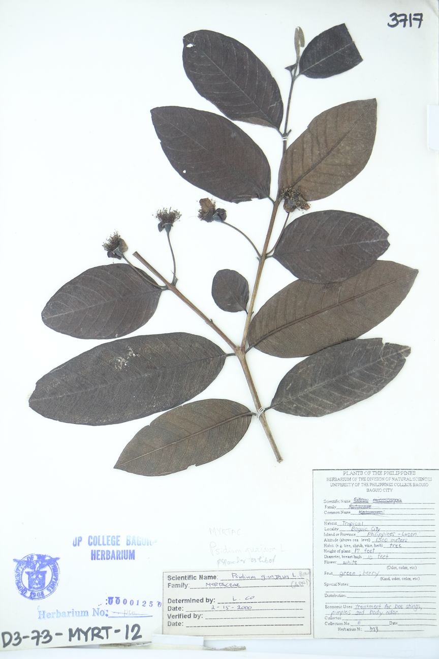 Image of Myrtaceae Psidium guajava