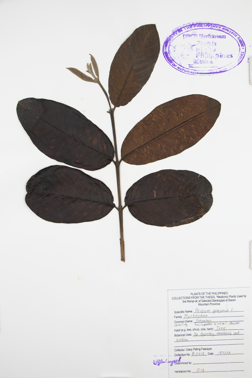 Image of Myrtaceae Psidium guajava