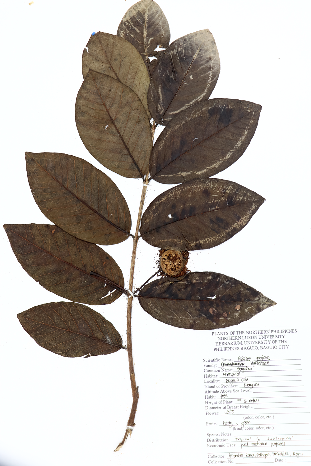 Image of Myrtaceae Psidium guajava