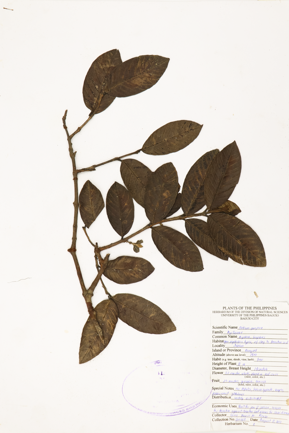 Image of Myrtaceae Psidium guajava