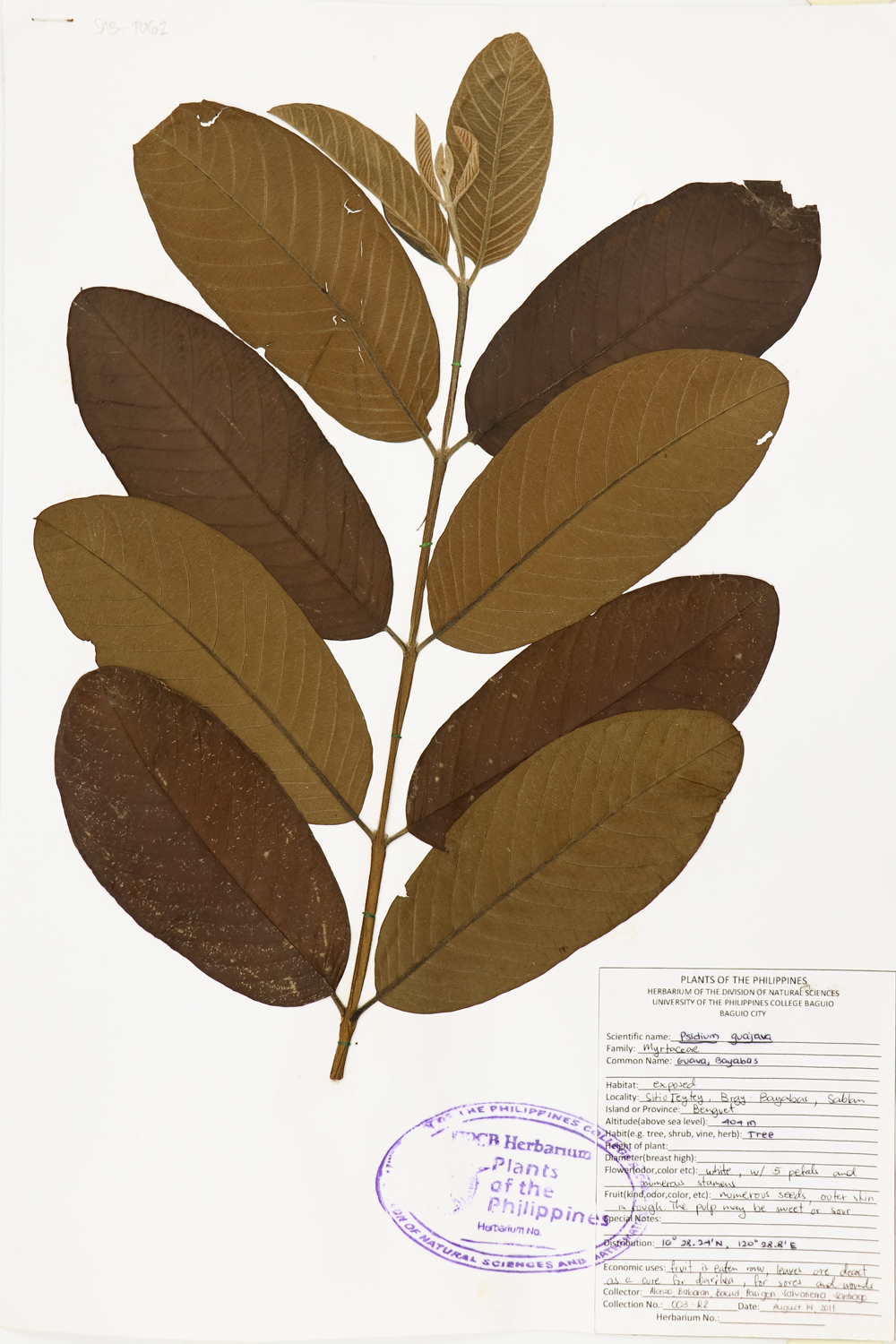 Image of Myrtaceae Psidium guajava