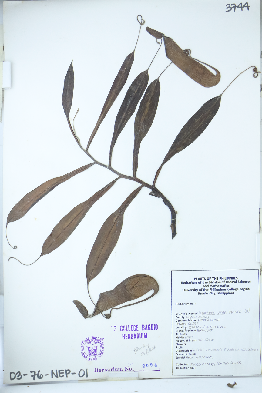 Image of Nepenthaceae Nepenthes alata