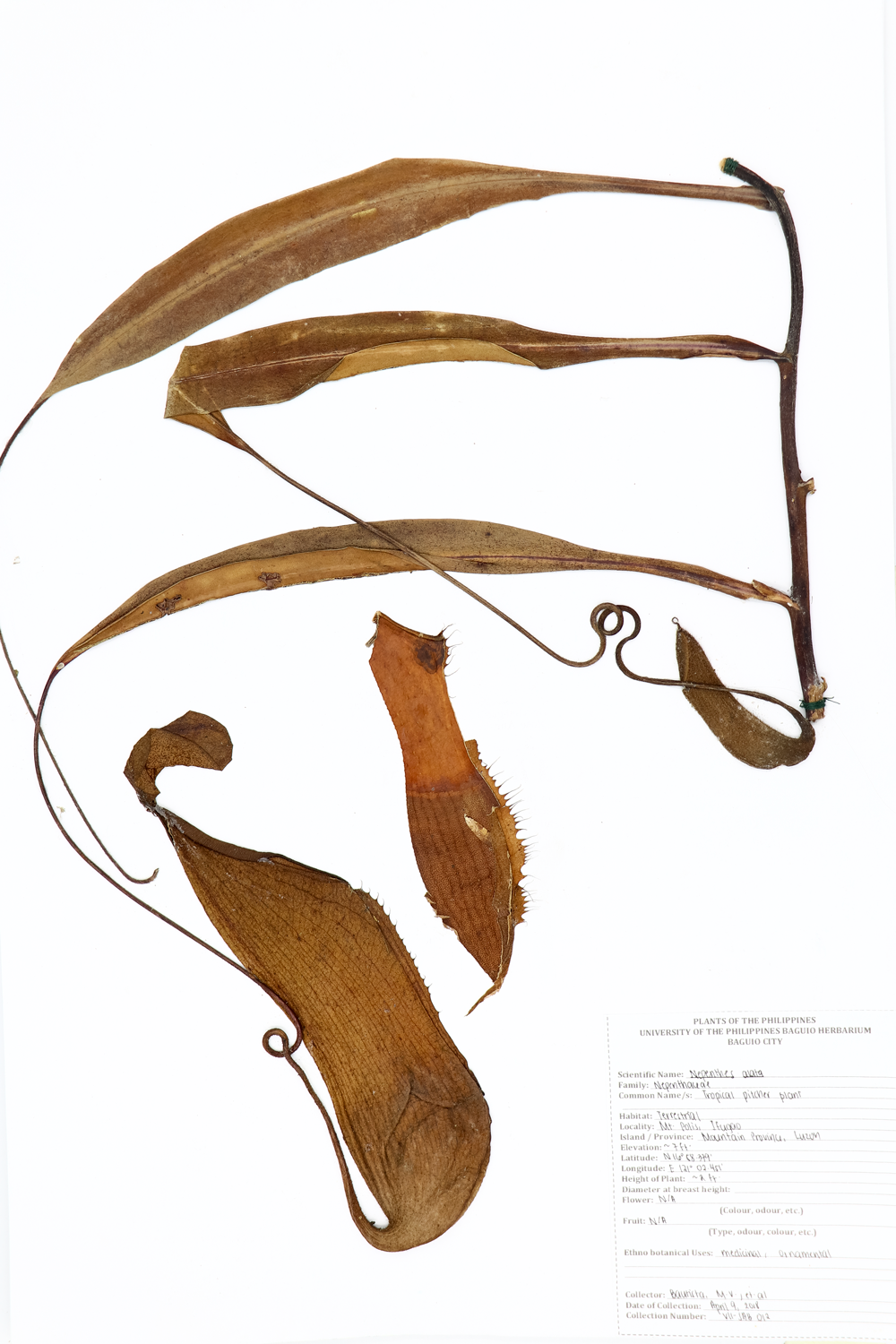 Image of Nepenthaceae Nepenthes alata