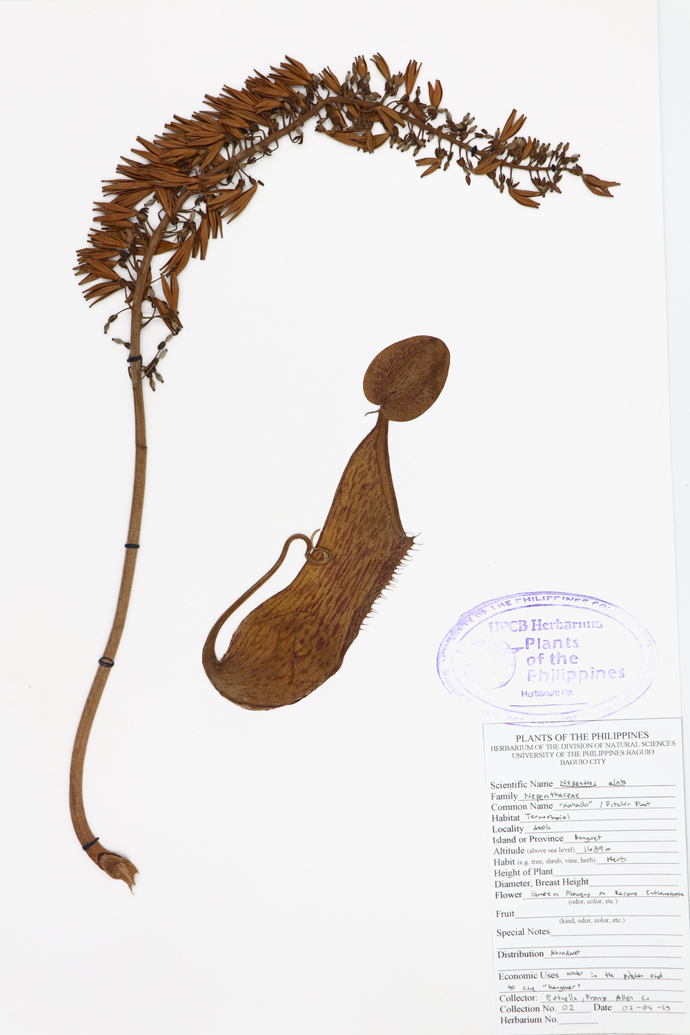 Image of Nepenthaceae Nepenthes alata