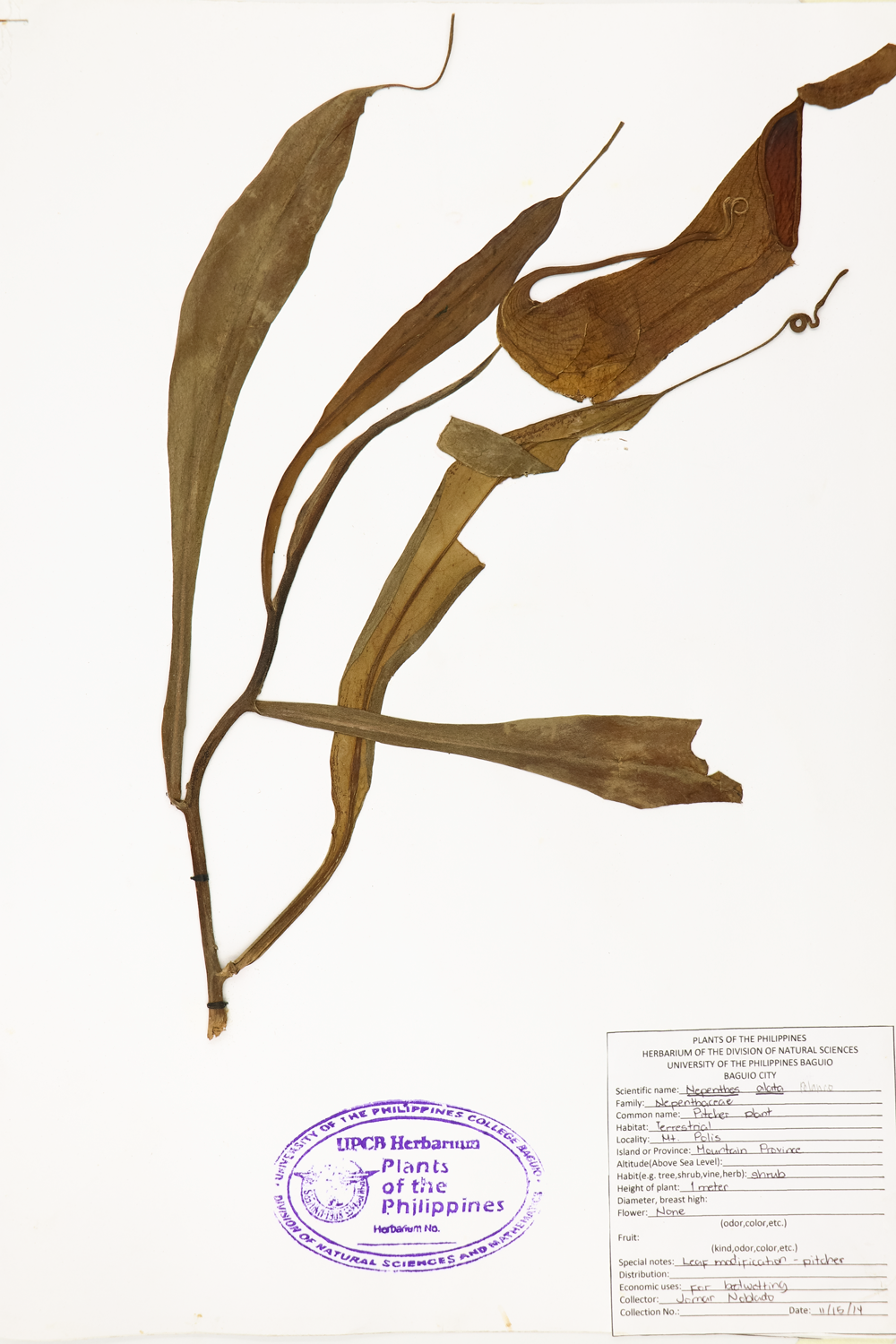 Image of Nepenthaceae Nepenthes alata