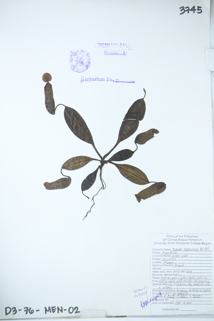 Image of Nepenthaceae Nepenthes rafflesiana