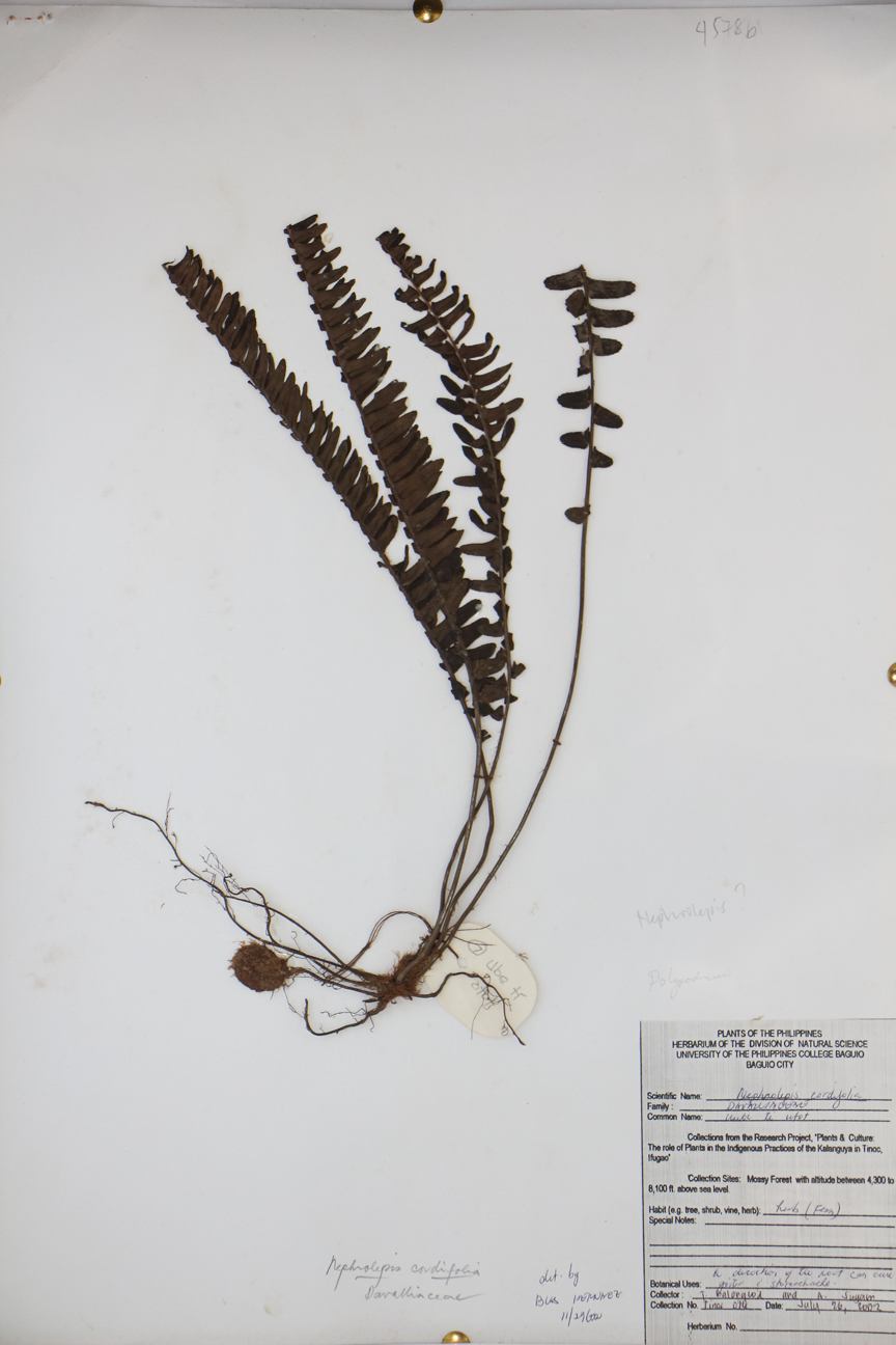 Image of Nephrolepidaceae Nephrolepis cordifolia