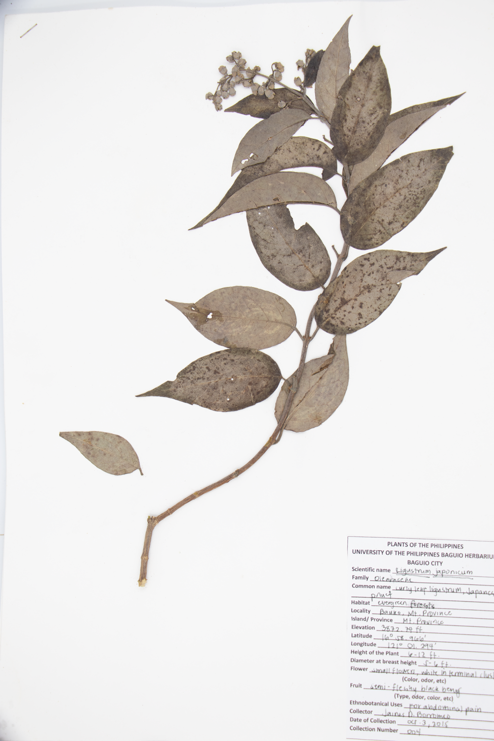 Image of Oleaceae Ligustrum japonicum