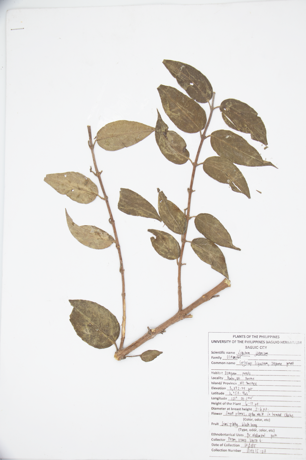 Image of Oleaceae Ligustrum japonicum