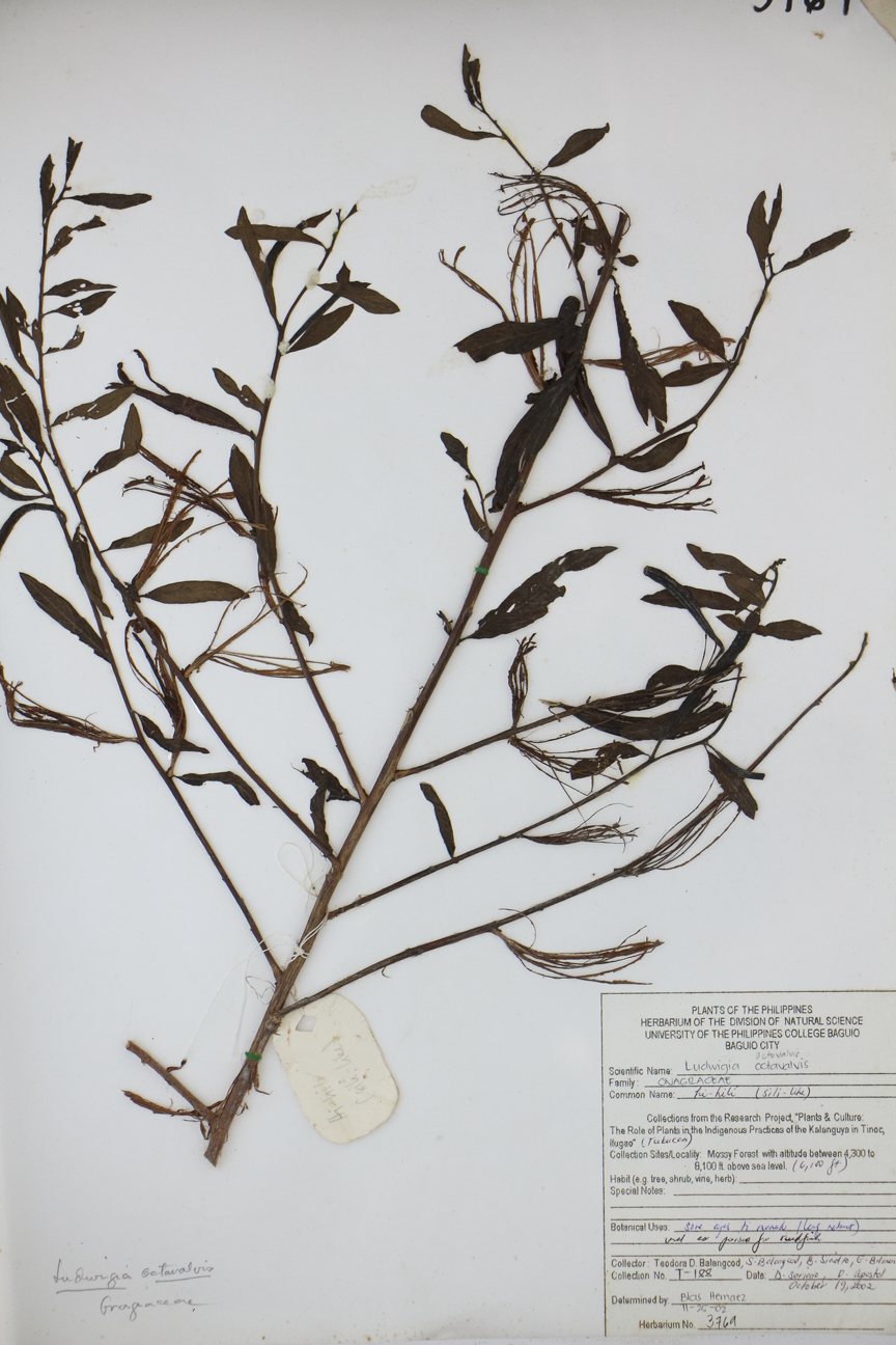 Image of Onagraceae Ludwigia octovalvis