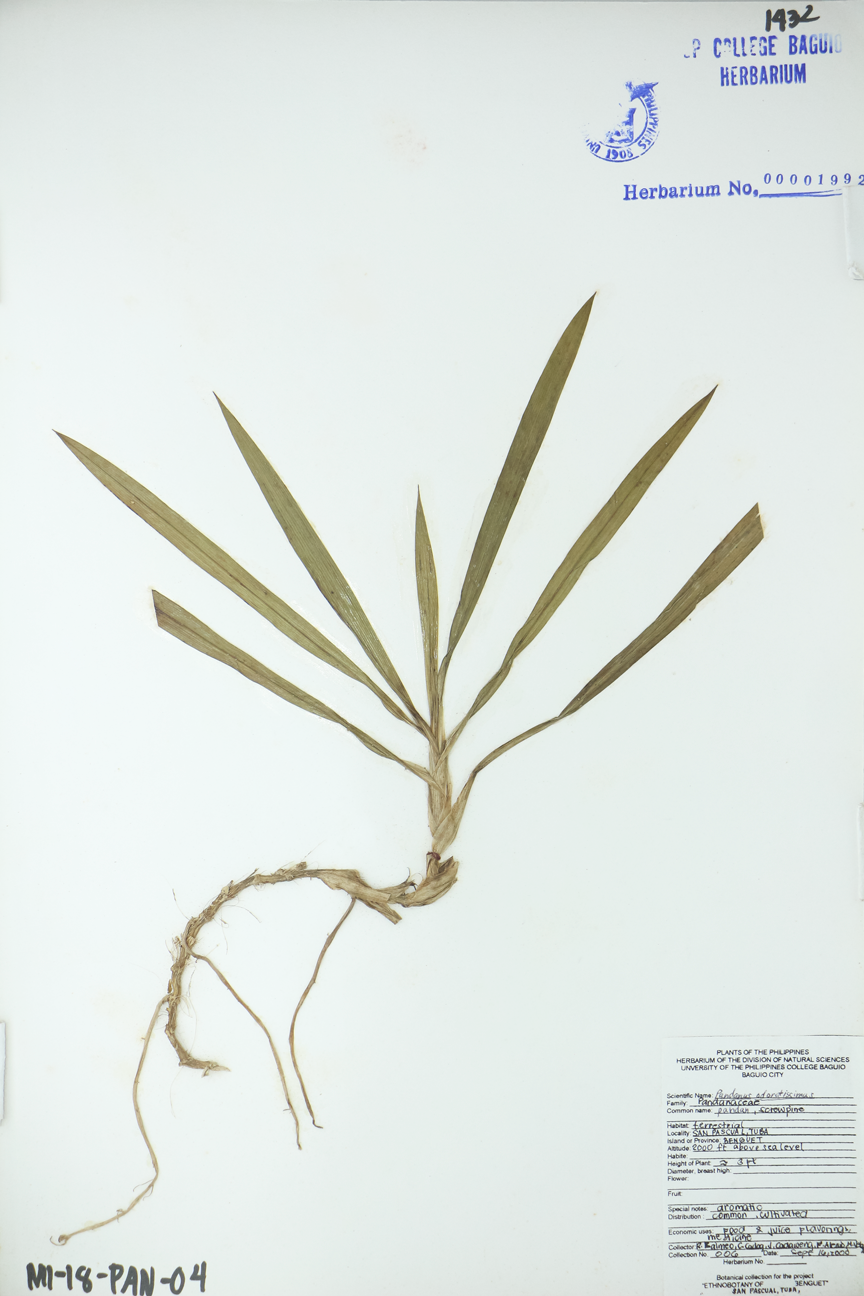 Image of Pandanaceae Pandanus amaryllifolius