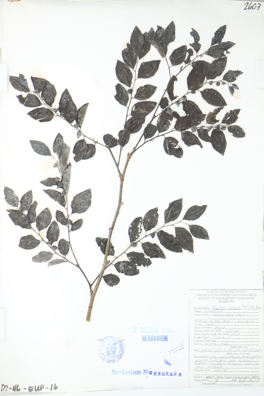 Image of Phyllanthaceae Breynia cernua