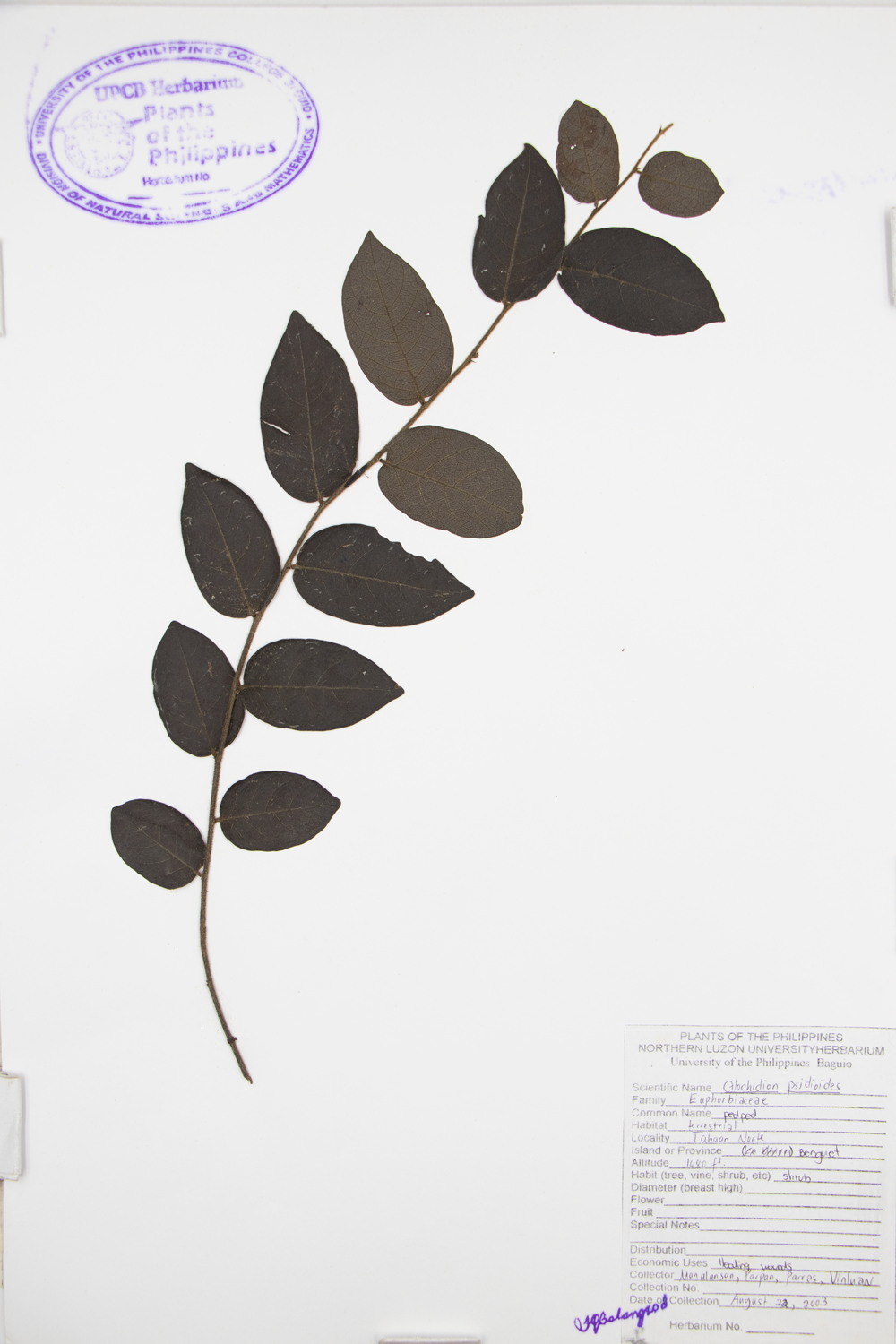 Image of Phyllanthaceae Glochidion psidioides