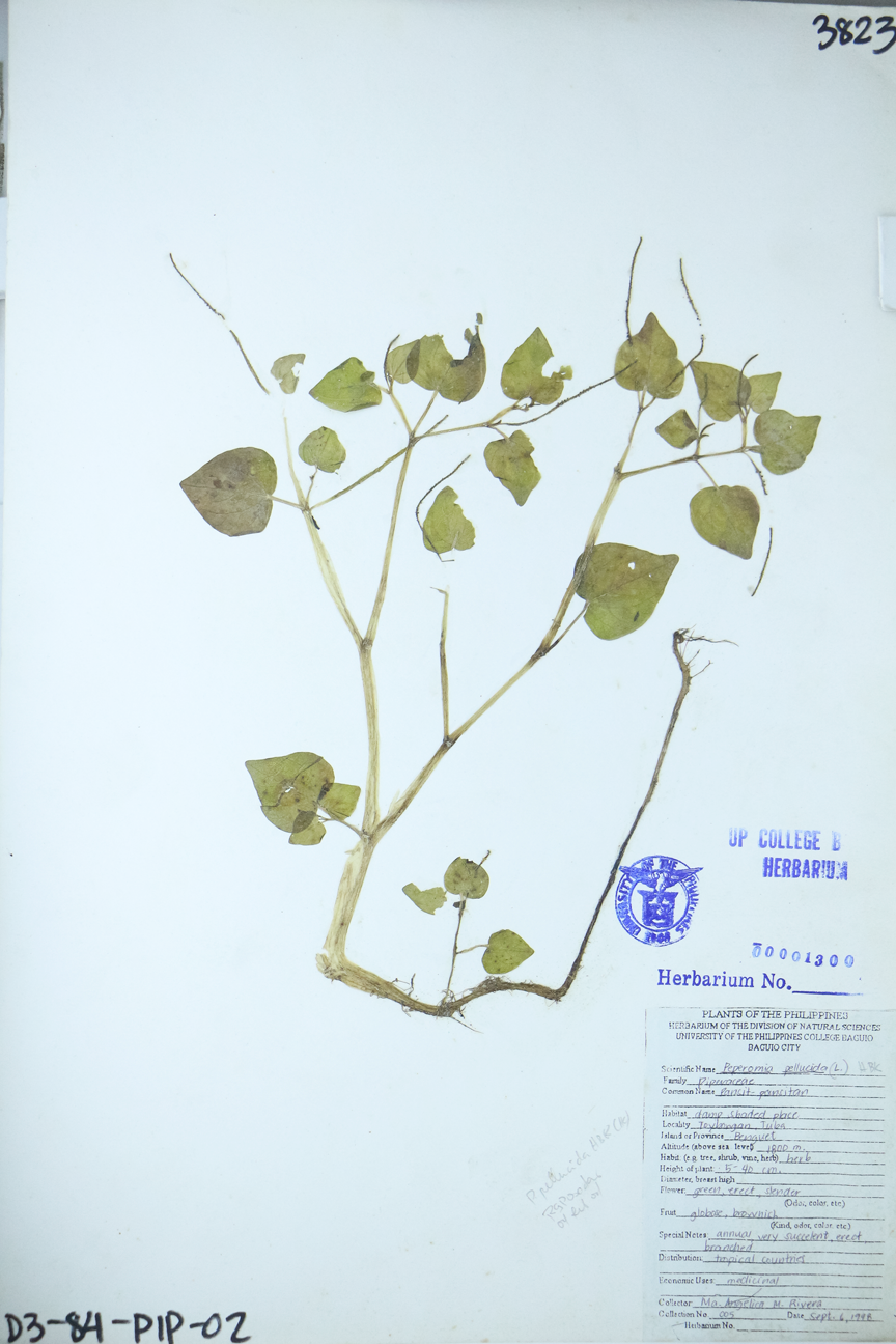 Image of Piperaceae Peperomia pellucida