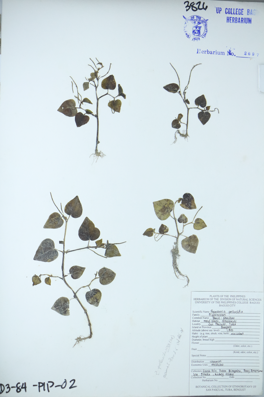 Image of Piperaceae Peperomia pellucida