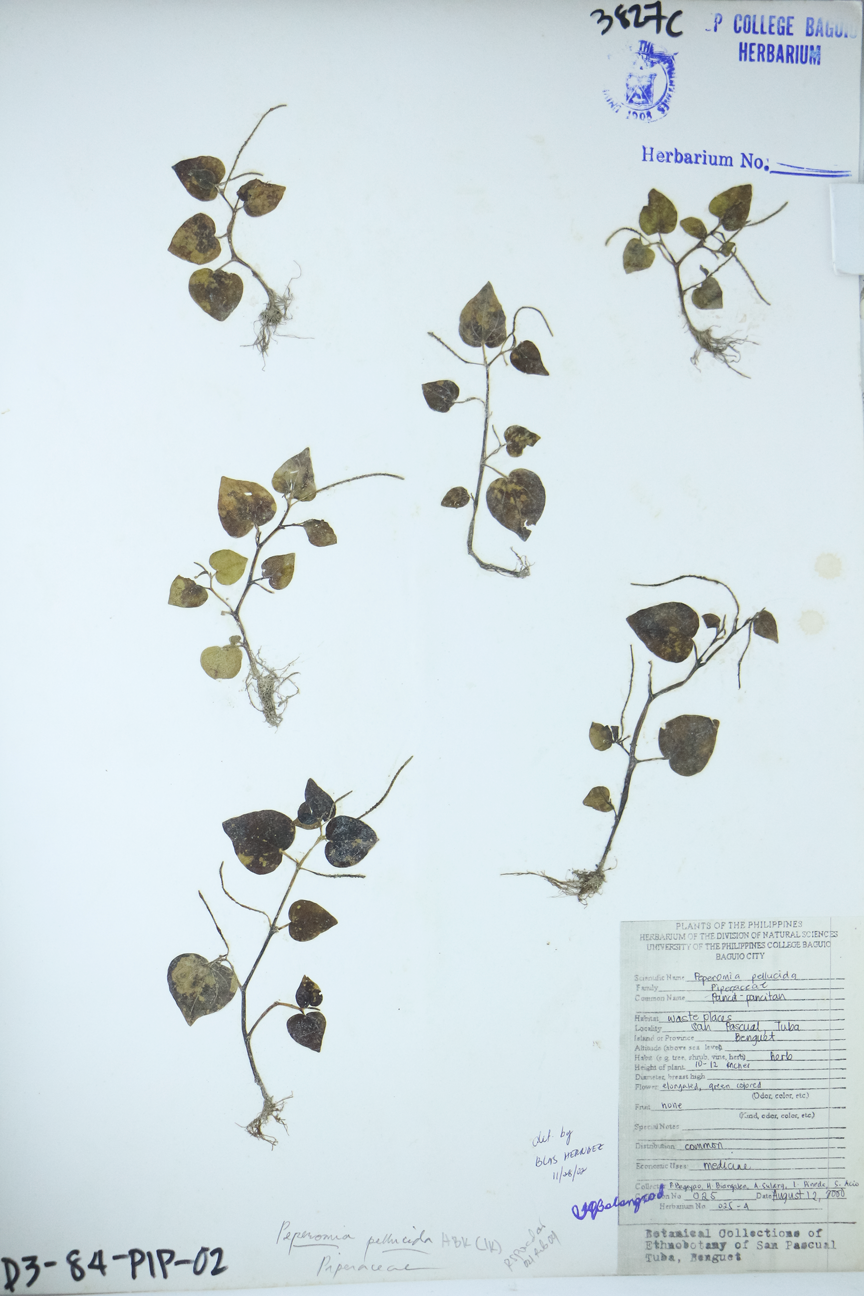 Image of Piperaceae Peperomia pellucida