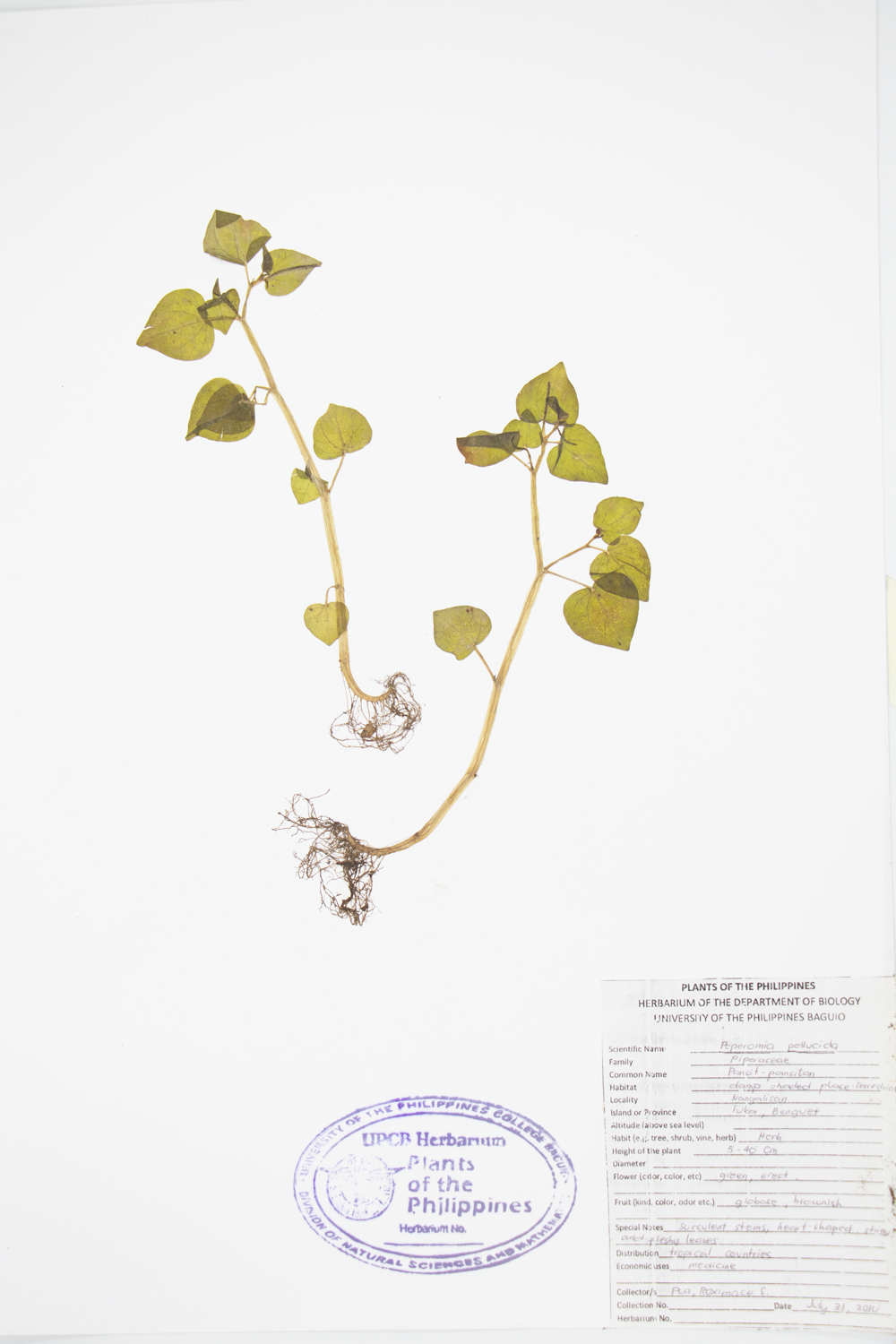 Image of Piperaceae Peperomia pellucida