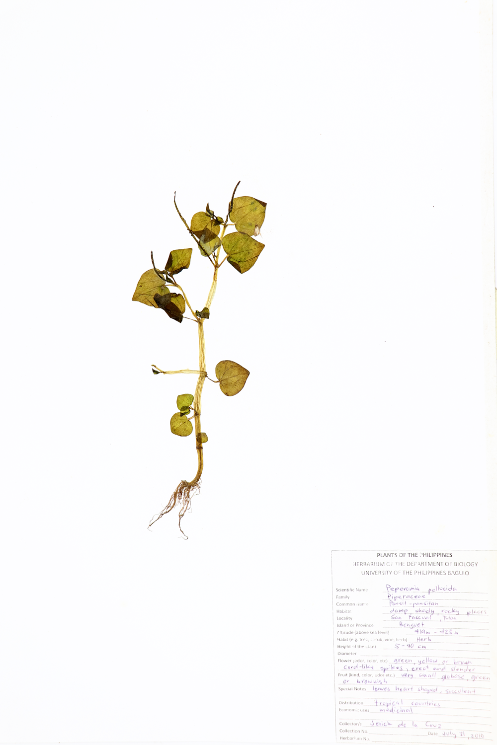 Image of Piperaceae Peperomia pellucida