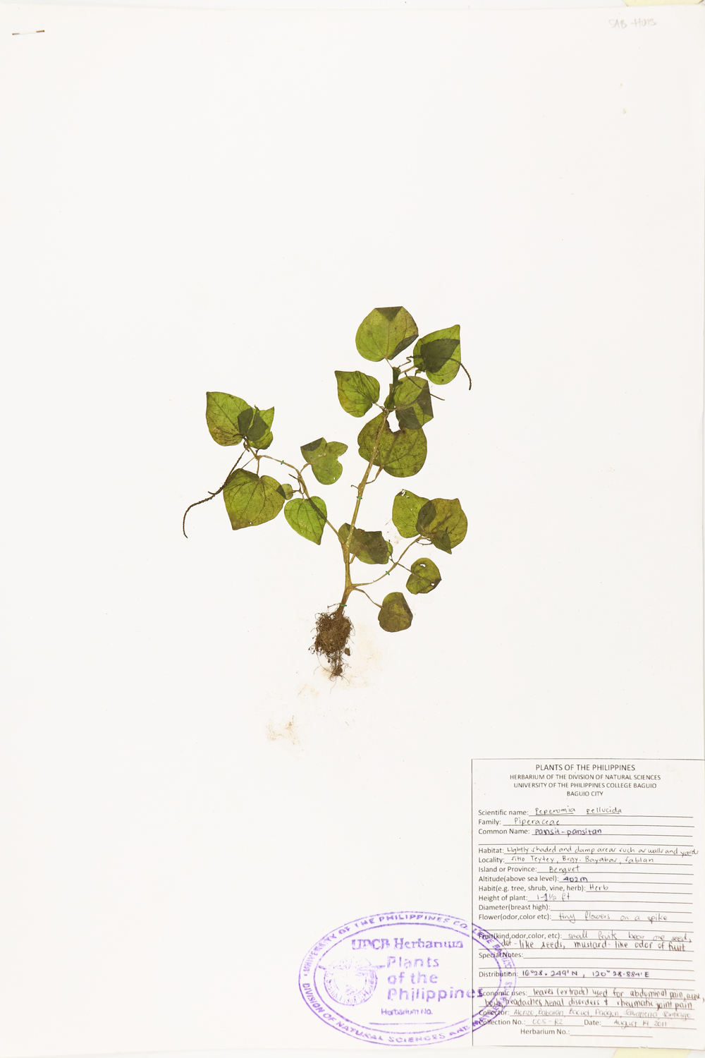 Image of Piperaceae Peperomia pellucida