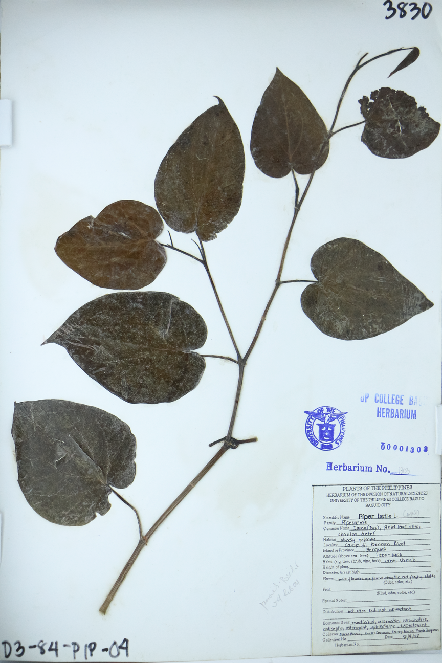 Image of Piperaceae Piper betle